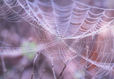 cobweb-1868997_1280