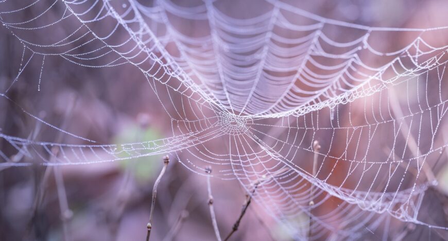 Precious Silk from China