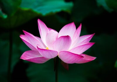 lotus-978659_1280